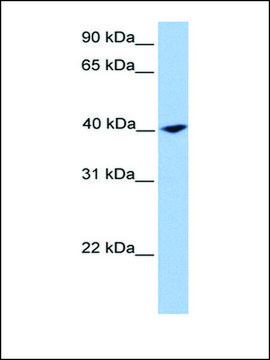 Anti-CNN2 (AB2) antibody produced in rabbit affinity isolated antibody