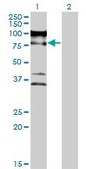 Monoclonal Anti-ZNF274 antibody produced in mouse clone 1D8, purified immunoglobulin, buffered aqueous solution