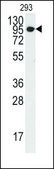 Anti-SOX1 (center) antibody produced in rabbit saturated ammonium sulfate (SAS) precipitated, buffered aqueous solution