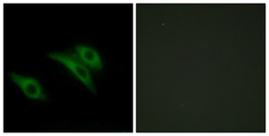 Anti-CD9 antibody produced in rabbit affinity isolated antibody