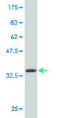 Monoclonal Anti-CASP2 antibody produced in mouse clone 1C11, purified immunoglobulin, buffered aqueous solution