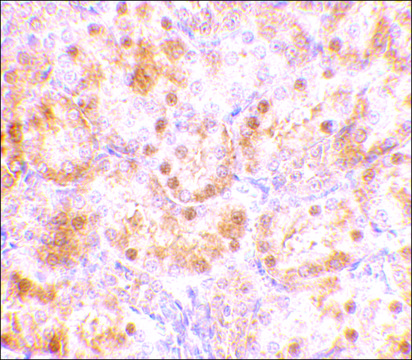 Anti-NENF antibody produced in rabbit affinity isolated antibody, buffered aqueous solution