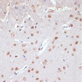 Anti-SOX2 antibody produced in rabbit