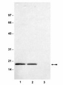 Anti-dimethyl-Histone H3 (Lys36) Antibody serum, Upstate&#174;