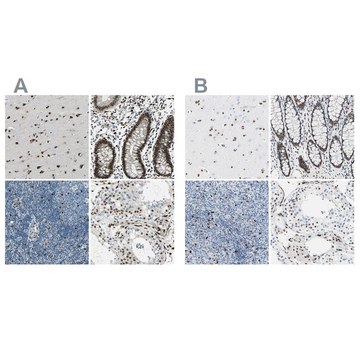 Anti-NFIA antibody produced in rabbit Prestige Antibodies&#174; Powered by Atlas Antibodies, affinity isolated antibody, buffered aqueous glycerol solution
