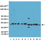Anti-Connexin 40 Antibody Chemicon&#174;, from rabbit