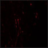 Anti-CXXC5 antibody produced in rabbit affinity isolated antibody, buffered aqueous solution