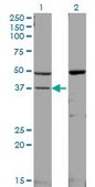Monoclonal Anti-MAPK14, (C-terminal) antibody produced in mouse clone 3D5, ascites fluid