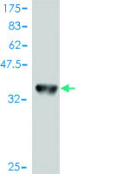 Monoclonal Anti-MAP2K1 antibody produced in mouse clone 1B5, purified immunoglobulin, buffered aqueous solution