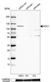 Anti-GCC1 antibody produced in rabbit Prestige Antibodies&#174; Powered by Atlas Antibodies, affinity isolated antibody, buffered aqueous glycerol solution