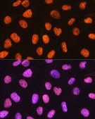 Anti-PTBP1 antibody produced in rabbit