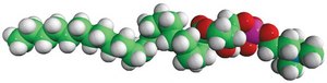 22:0 Lyso PC 1-behenoyl-2-hydroxy-sn-glycero-3-phosphocholine, chloroform