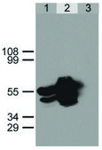Anti-GFP antibody produced in rabbit
