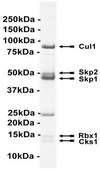 SCF-Skp2 Protein Complex, Active, 10 &#181;g Active complex of five (5) full length, recombinant human enzymes: Skp1, Skp2, Cul1, Rbx1 &amp; Cks1. For use in Enzyme Assays. Functions as an E3 ligase in ubiquitination assays.
