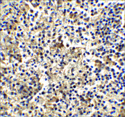 Anti-TLR4 antibody produced in rabbit affinity isolated antibody, buffered aqueous solution
