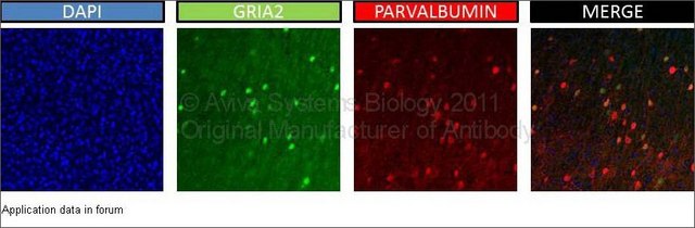 Anti-GRIA2 (AB1) antibody produced in rabbit IgG fraction of antiserum