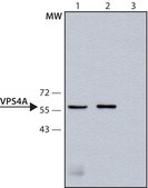 Anti-VPS4 antibody produced in rabbit ~1.0&#160;mg/mL, affinity isolated antibody, buffered aqueous solution