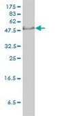 Monoclonal Anti-GTF2H1 antibody produced in mouse clone 1F12-1B5, purified immunoglobulin, buffered aqueous solution
