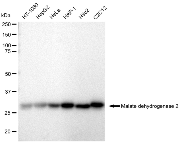 KD-Validated Anti Malate dehydrogenase 2 Antibody, clone 23GB2325, Rabbit Monoclonal clone 23GB2325, recombinant rabbit monoclonal, expressed in HEK293 cells
