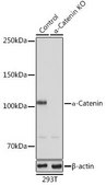 Anti- &#945;-Catenin antibody produced in rabbit