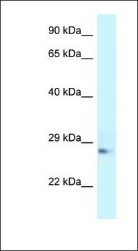 Anti-APOA1 antibody produced in rabbit affinity isolated antibody