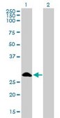 Monoclonal Anti-FHL1 antibody produced in mouse clone 2A9, purified immunoglobulin, buffered aqueous solution