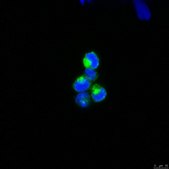 Anti-EPO-R Antibody, clone VP-2E8 clone VP-2E8, from mouse