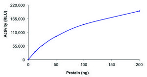 SIRT3, active, GST tagged human recombinant, expressed in baculovirus infected Sf9 cells, &#8805;70% (SDS-PAGE), buffered aqueous glycerol solution