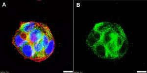 Anti-CXCR2/IL-8RB Antibody, clone 2D18 ZooMAb&#174; Rabbit Monoclonal recombinant, expressed in HEK 293 cells