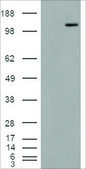 Anti-MAN2A1 antibody produced in goat affinity isolated antibody, buffered aqueous solution