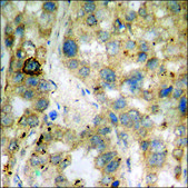 Anti-phospho-Tau (pSer235) antibody produced in rabbit affinity isolated antibody
