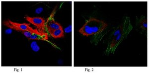 Anti-FIP200 Antibody, clone 14E11.2 clone 14E11.2, from mouse