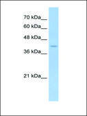 Anti-PSEN2 antibody produced in rabbit affinity isolated antibody