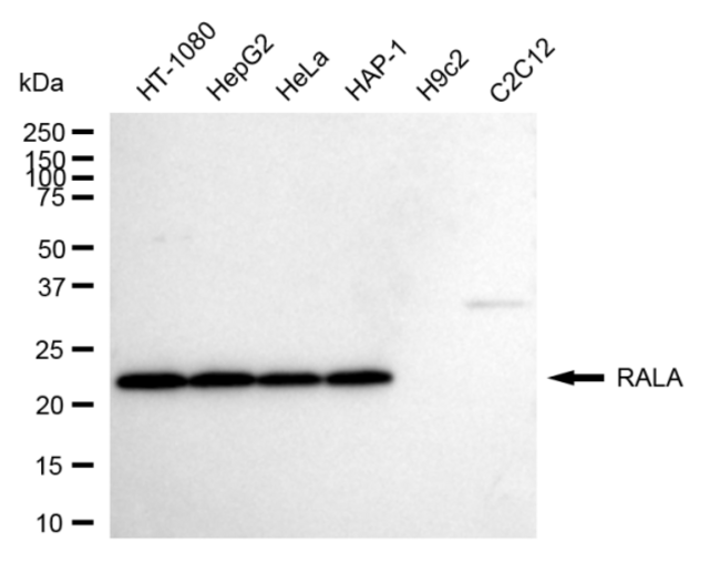 Anti RAS Like Proto-Oncogene A Antibody, clone 24GB1125, Rabbit Monoclonal clone 24GB1125, recombinant rabbit monoclonal, expressed in HEK293 cells