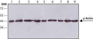 Anti-&#947;-Actin antibody, Mouse monoclonal clone 2-2.1.14.17, purified from hybridoma cell culture