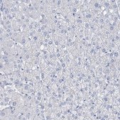 Anti-SGO2 antibody produced in rabbit Prestige Antibodies&#174; Powered by Atlas Antibodies, affinity isolated antibody, buffered aqueous glycerol solution