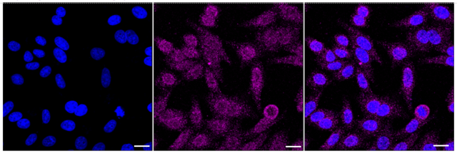 Anti Vav1/2/3 Antibody, clone 24GB2645, Rabbit Monoclonal clone 24GB2645, recombinant rabbit monoclonal, expressed in HEK293 cells