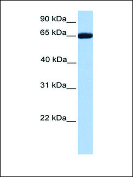 Anti-RXRB (AB1) antibody produced in rabbit affinity isolated antibody