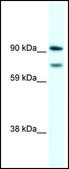 Anti-ZEB2 antibody produced in rabbit affinity isolated antibody