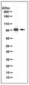 Anti-MAN1B1 Antibody, clone 1D6 clone 1D6, from mouse