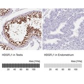 Anti-HDGFL1 antibody produced in rabbit Prestige Antibodies® Powered by Atlas Antibodies, affinity isolated antibody, buffered aqueous glycerol solution