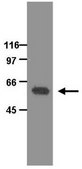ChIPAb+ HDAC1 - ChIP Validated Antibody and Primer Set culture supernatant, from mouse