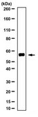 Anti-Glud1 Antibody from rabbit, purified by affinity chromatography