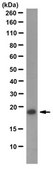 Anti-ATF-3 Antibody, clone 13A5.1 clone 13A5.1, from human(Recombinant)