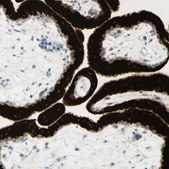 Anti-GDF15 antibody produced in rabbit Prestige Antibodies&#174; Powered by Atlas Antibodies, affinity isolated antibody, buffered aqueous glycerol solution