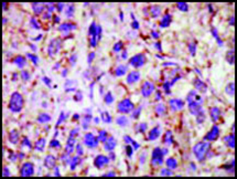 Anti-USP11 (C-term) antibody produced in rabbit IgG fraction of antiserum, buffered aqueous solution