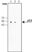 Monoclonal Anti-p53&#8722;Biotin antibody produced in mouse ~1&#160;mg/mL, clone DO-1, ascites fluid, buffered aqueous solution