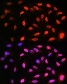 Anti-VCP antibody produced in rabbit