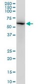 Monoclonal Anti-LMNB1 antibody produced in mouse clone 4E4, purified immunoglobulin, buffered aqueous solution