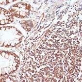 Anti-Phospho-VASP-S157 antibody produced in rabbit